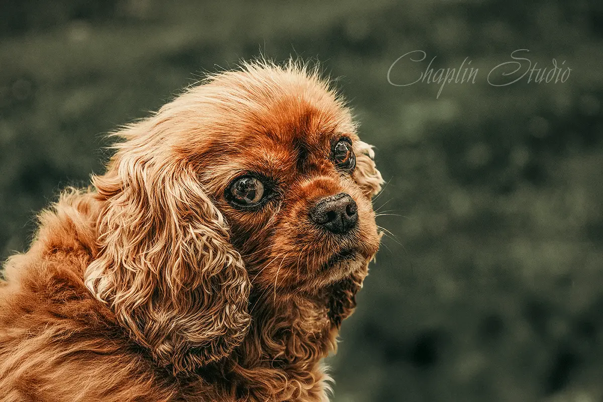 Adorable curly brown dog sitting outdoors, captured by Chaplin Studio in natural light
