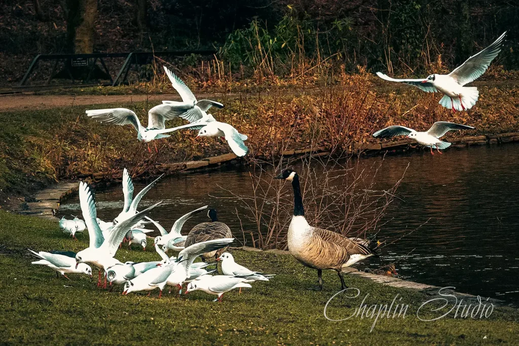 A dynamic scene of seagulls flying and gathered by a dark lake, with a Canada goose prominently featured on the grassy bank, surrounded by bare winter foliage in a park, captured by Chaplin Studio.