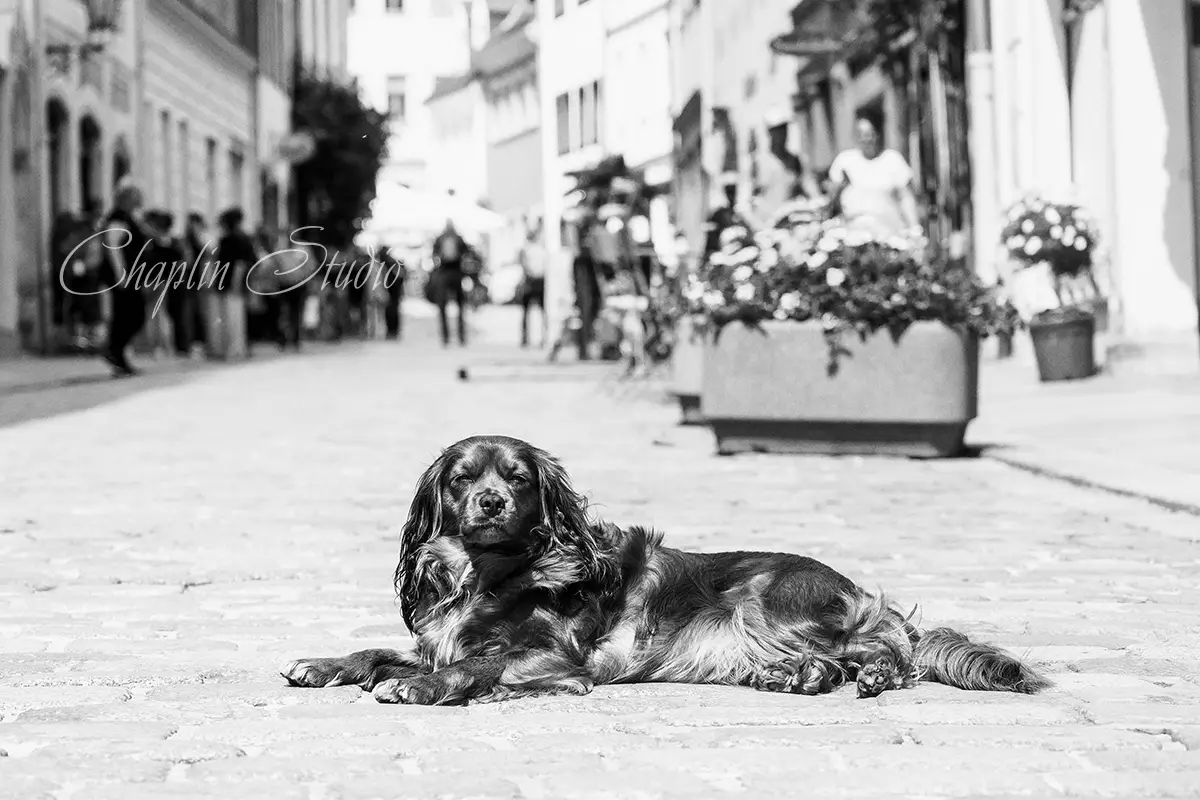 A black and white photograph of a long-haired dog lying on a cobblestone street in a European city, with blurred pedestrians and historic buildings in the background, captured by Chaplin Studio.